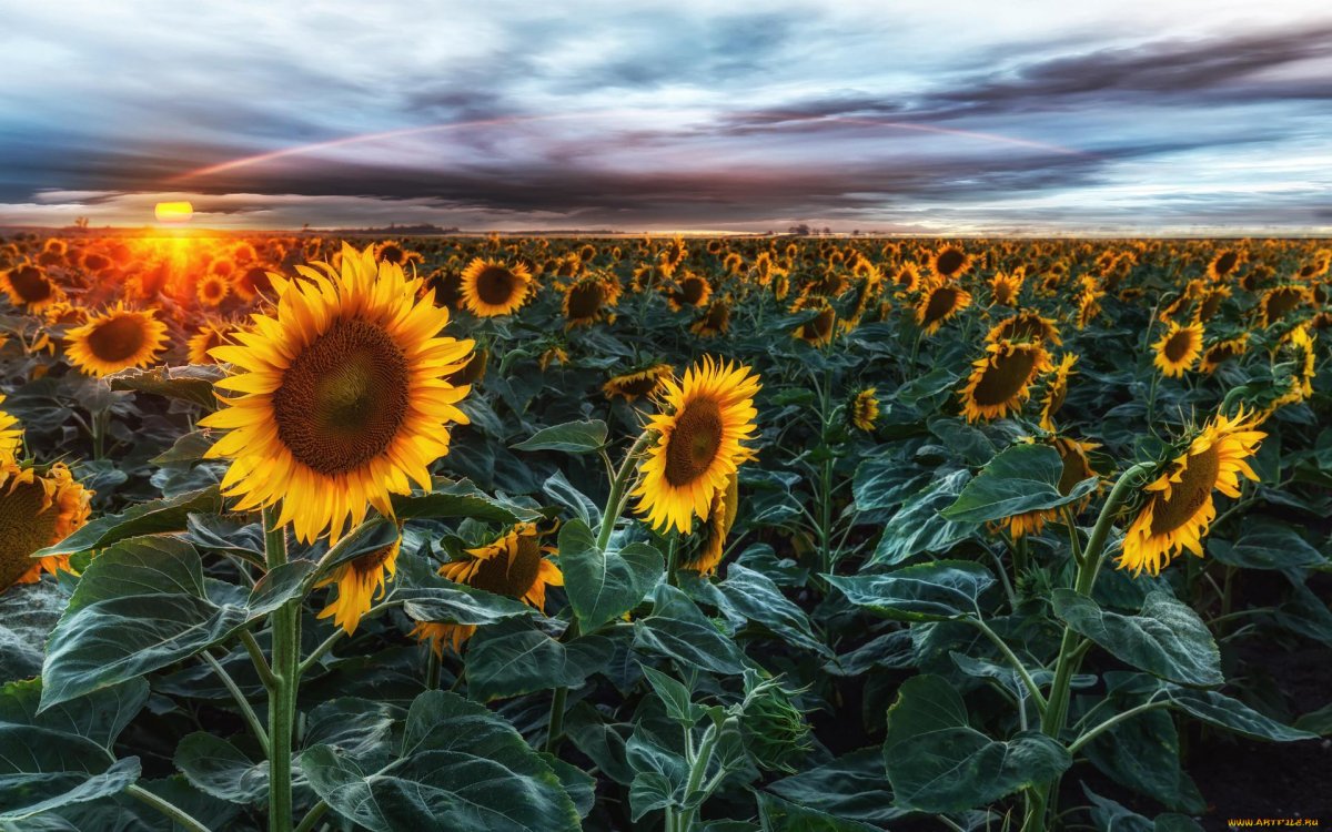 Красивое поле подсолнухов