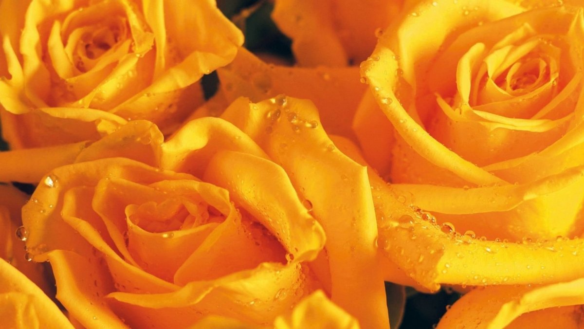 Пион жёлтый