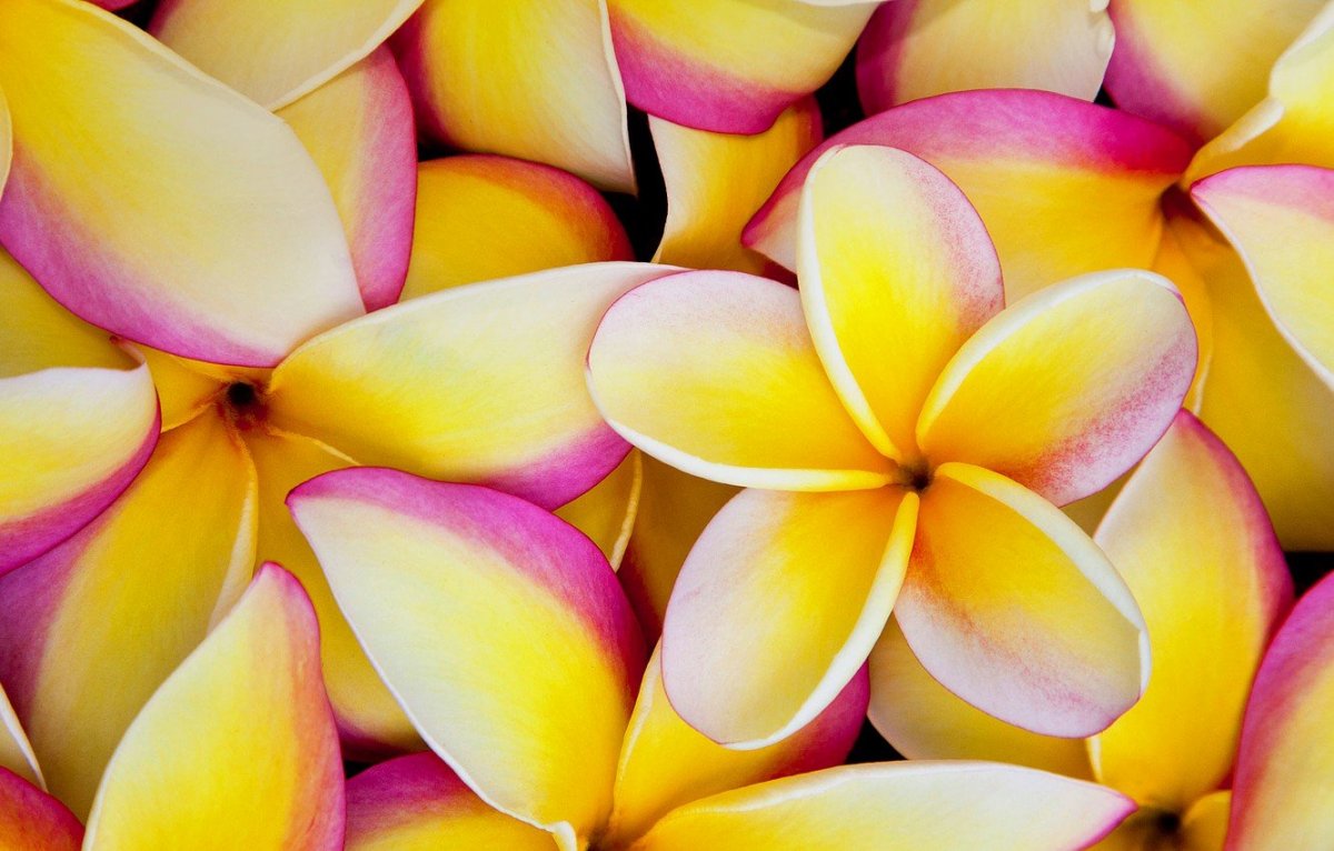 Розовый и желтый