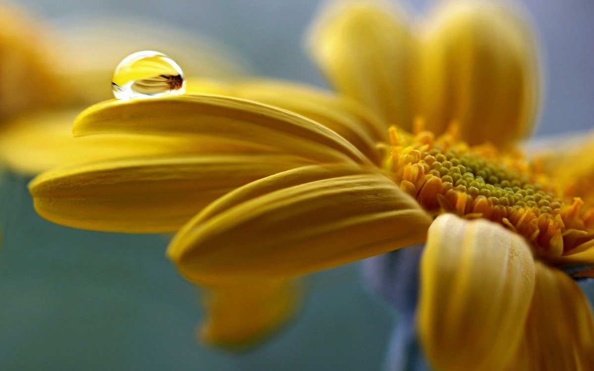 Цветы макро