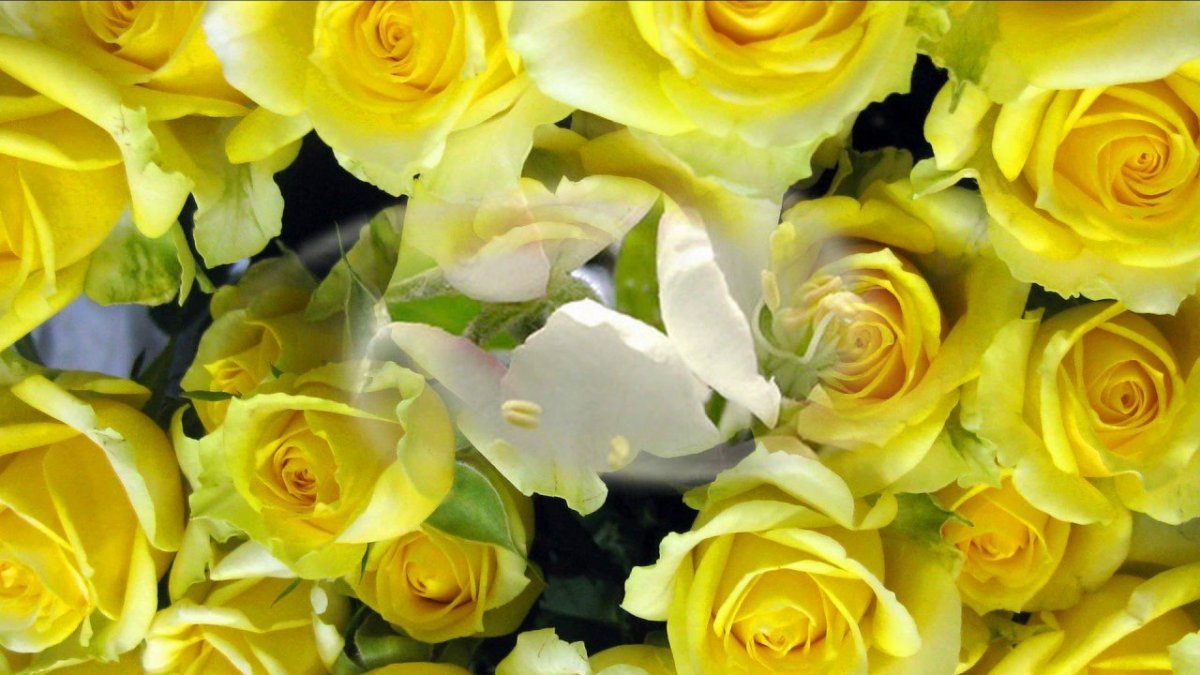 Фото на желтом фоне