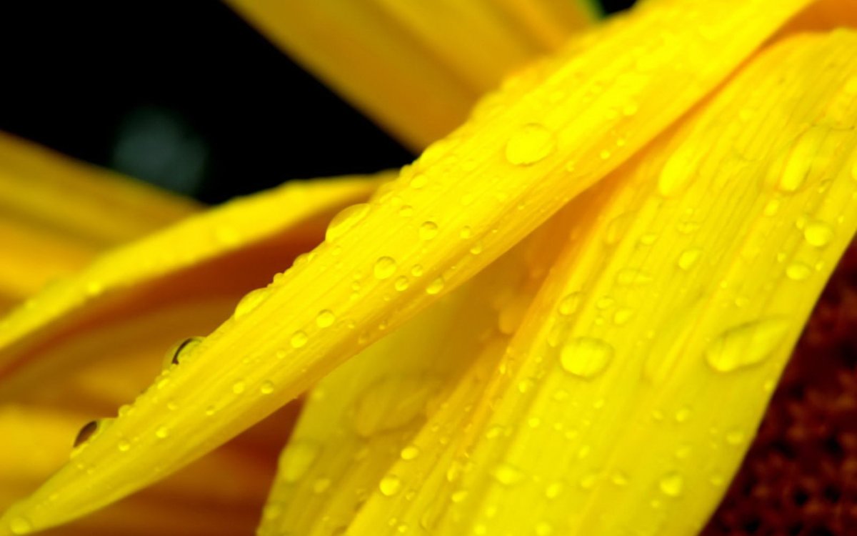 Желтый гербер