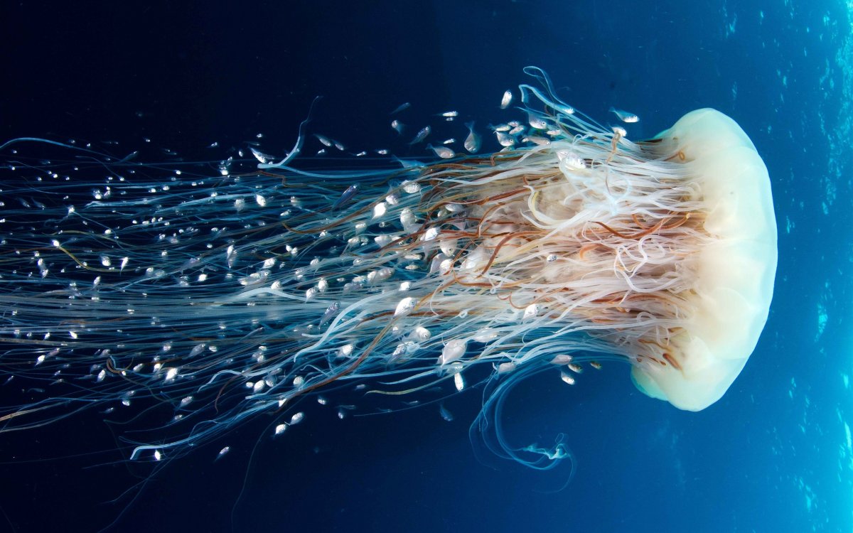 Медуза Джеллифиш