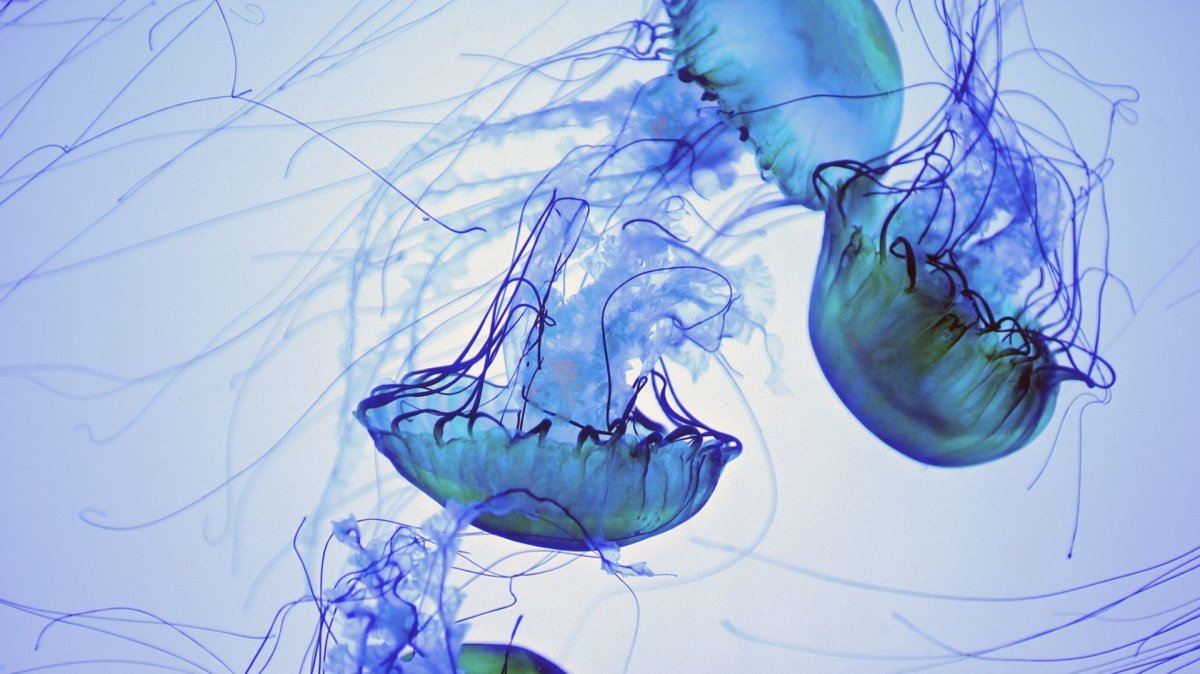 Красивые медузы