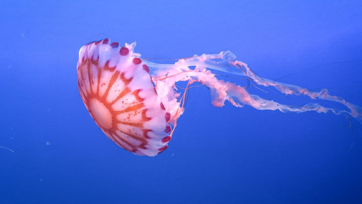 Бокаловидные медузы