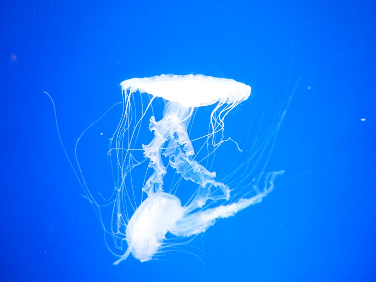 Стая медуз
