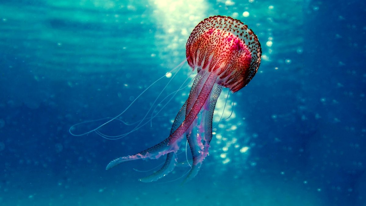 Медузы в океане