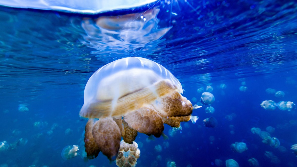 Медузы в океане