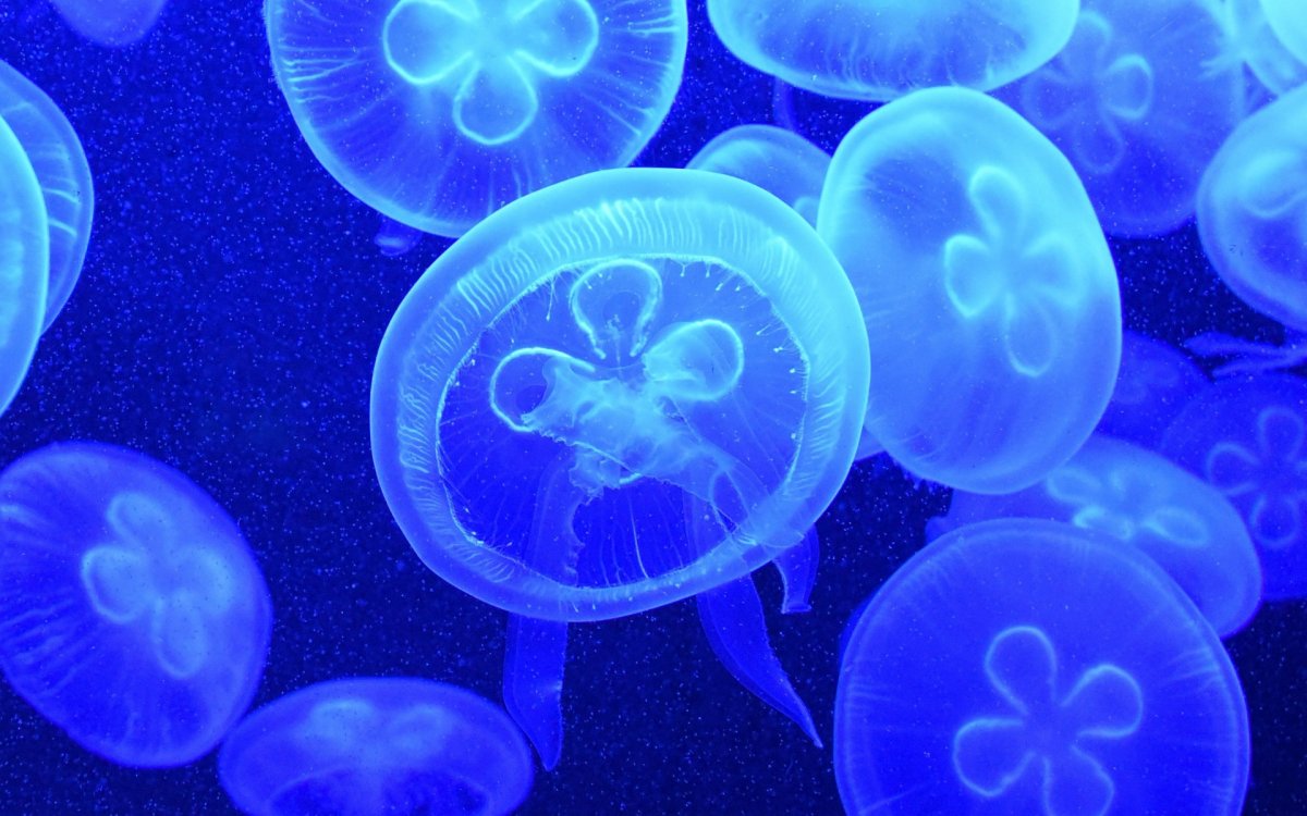 Голубая медуза