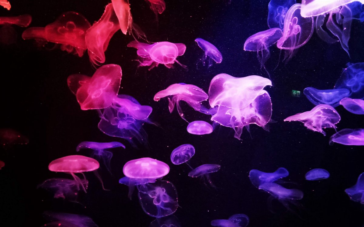 Неоновые медузы