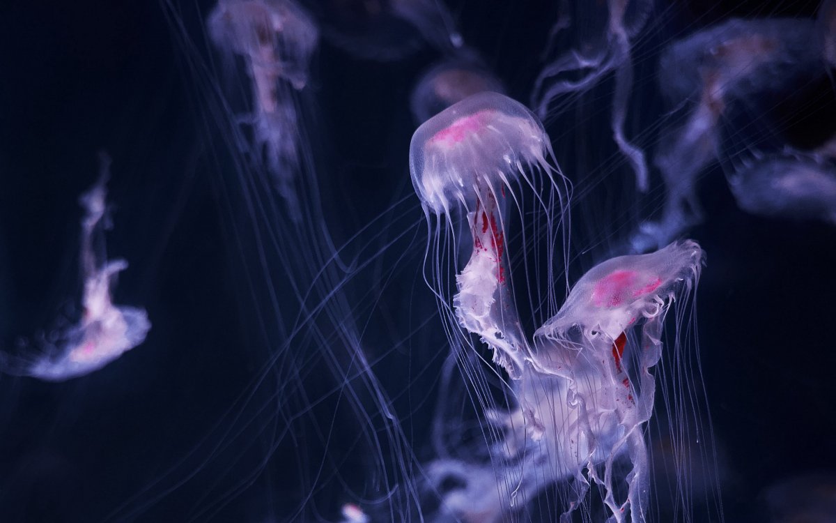 Пурпурополосая медуза