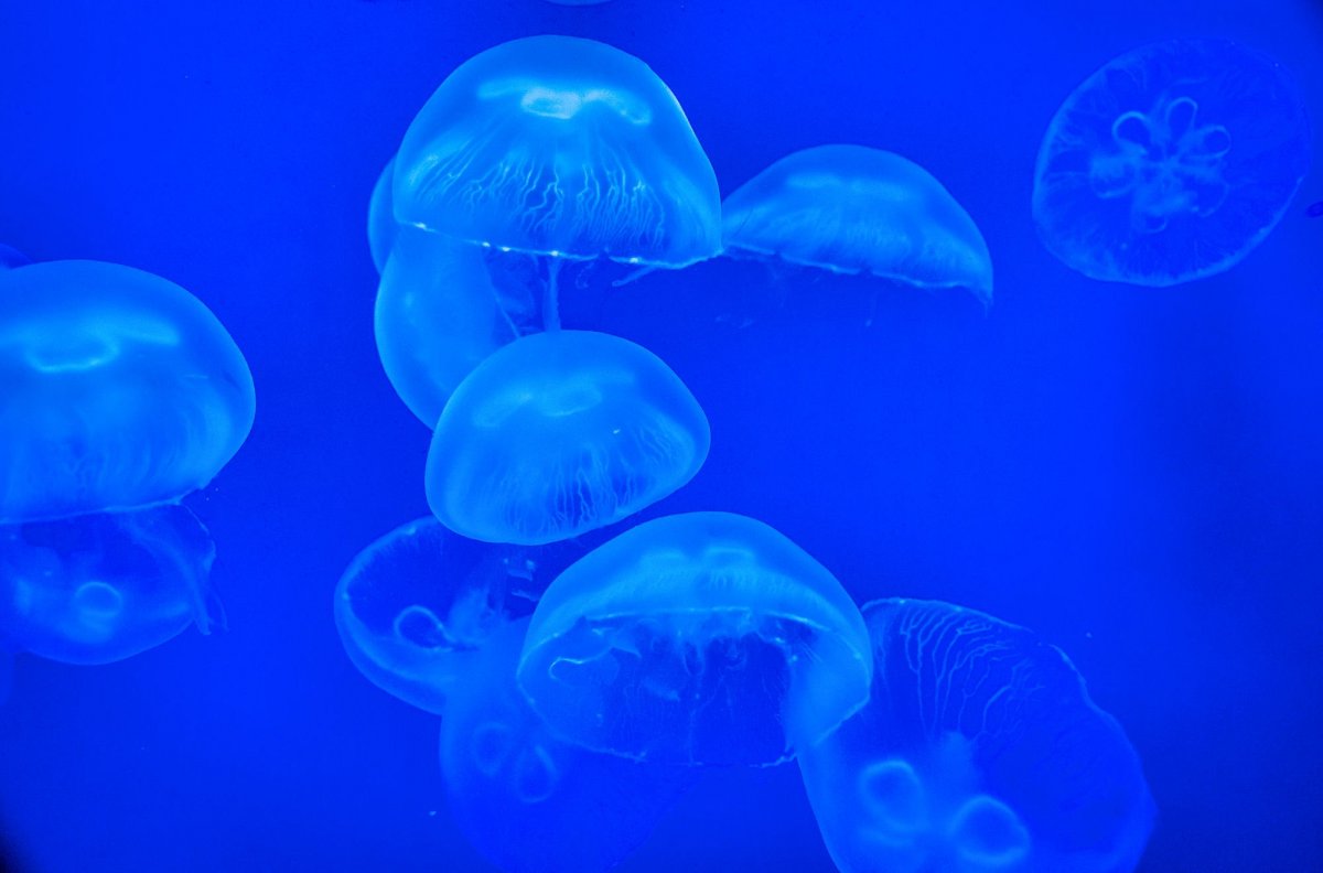 Разные медузы