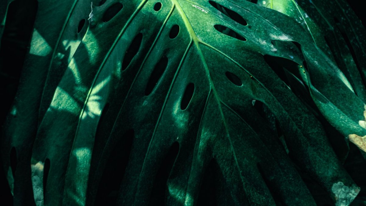 Монстера aureopinnata