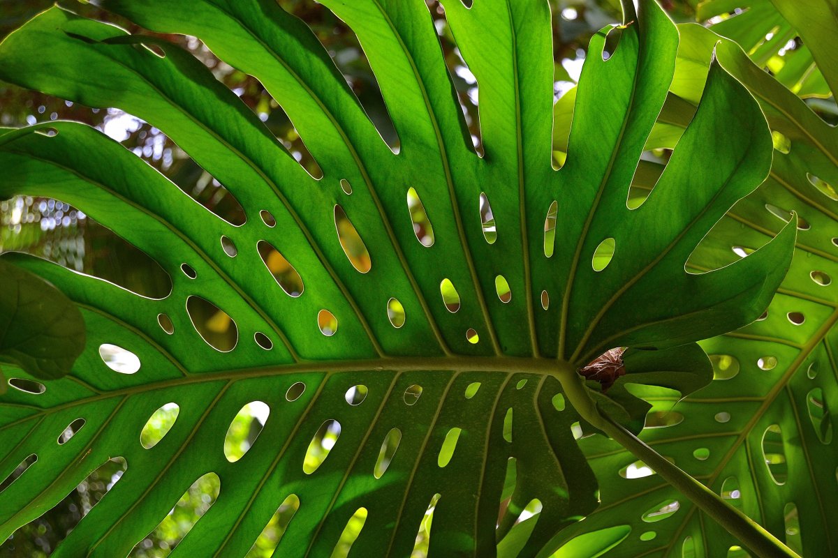 Монстера Лиана