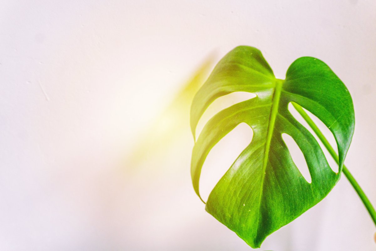 Зеленый лист