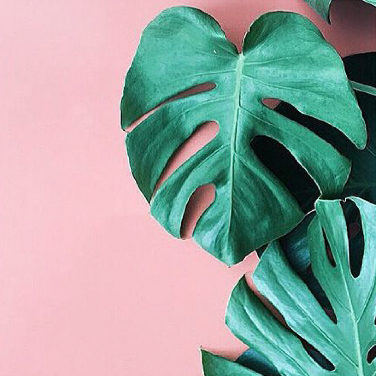 Лист монстеры