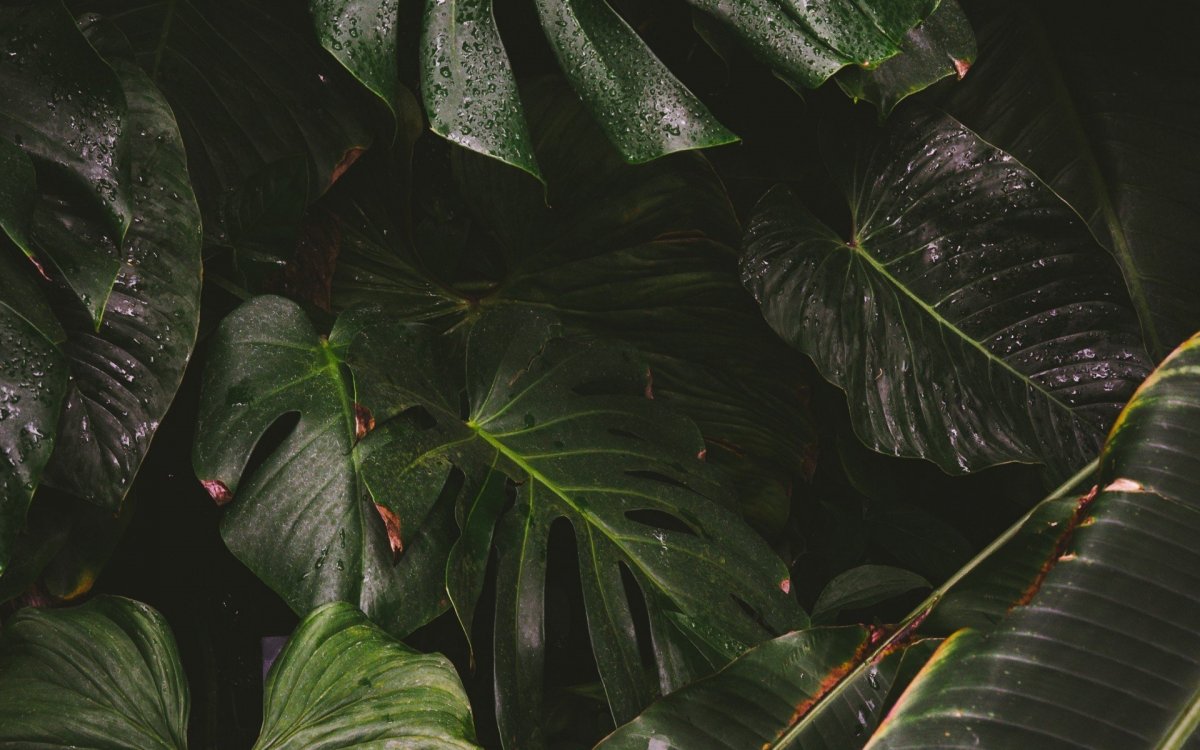 Монстера папоротник растения