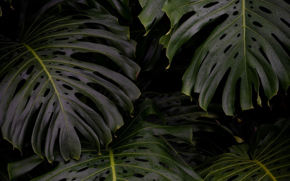 Монстера силтепекана