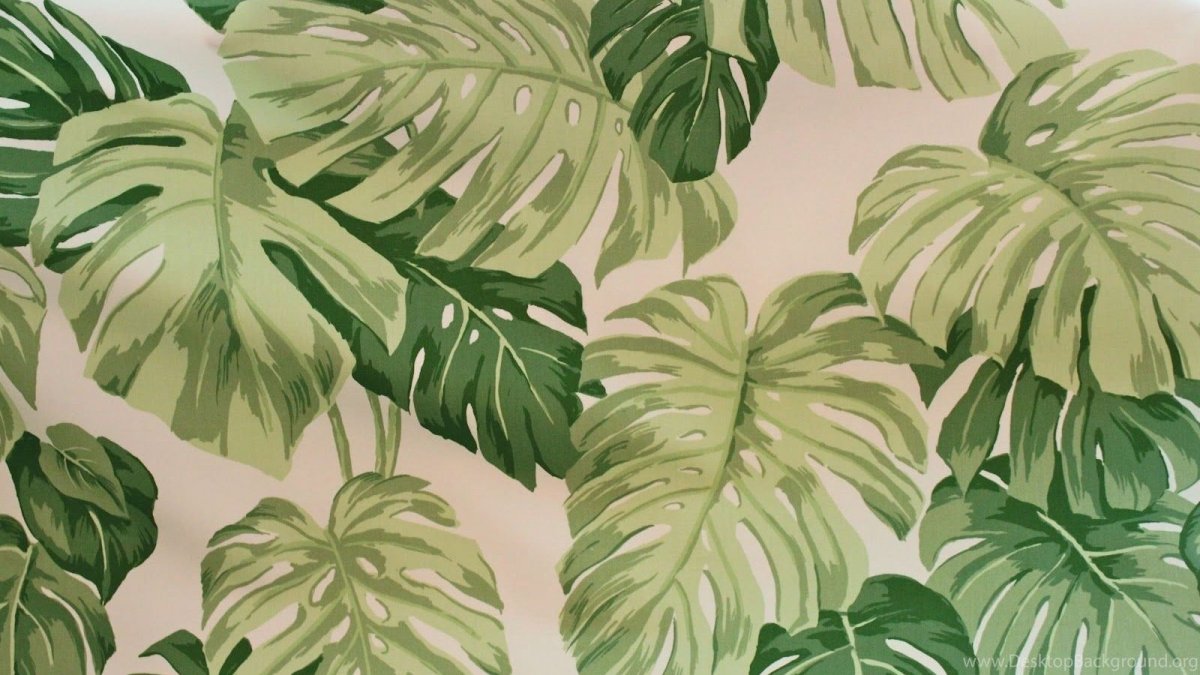 Папоротник пальмы монстера