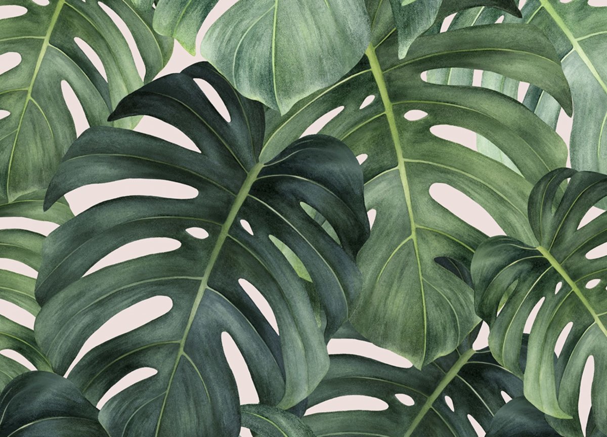 Монстера и папоротник