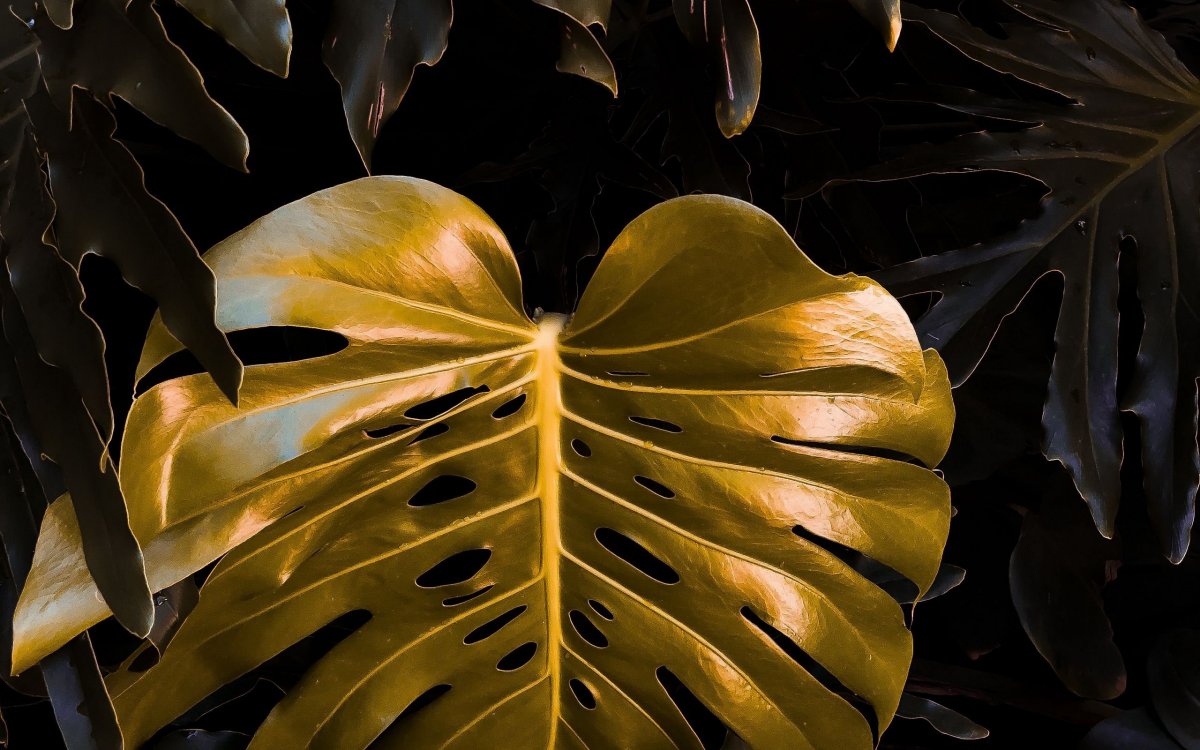 Экзотические листья