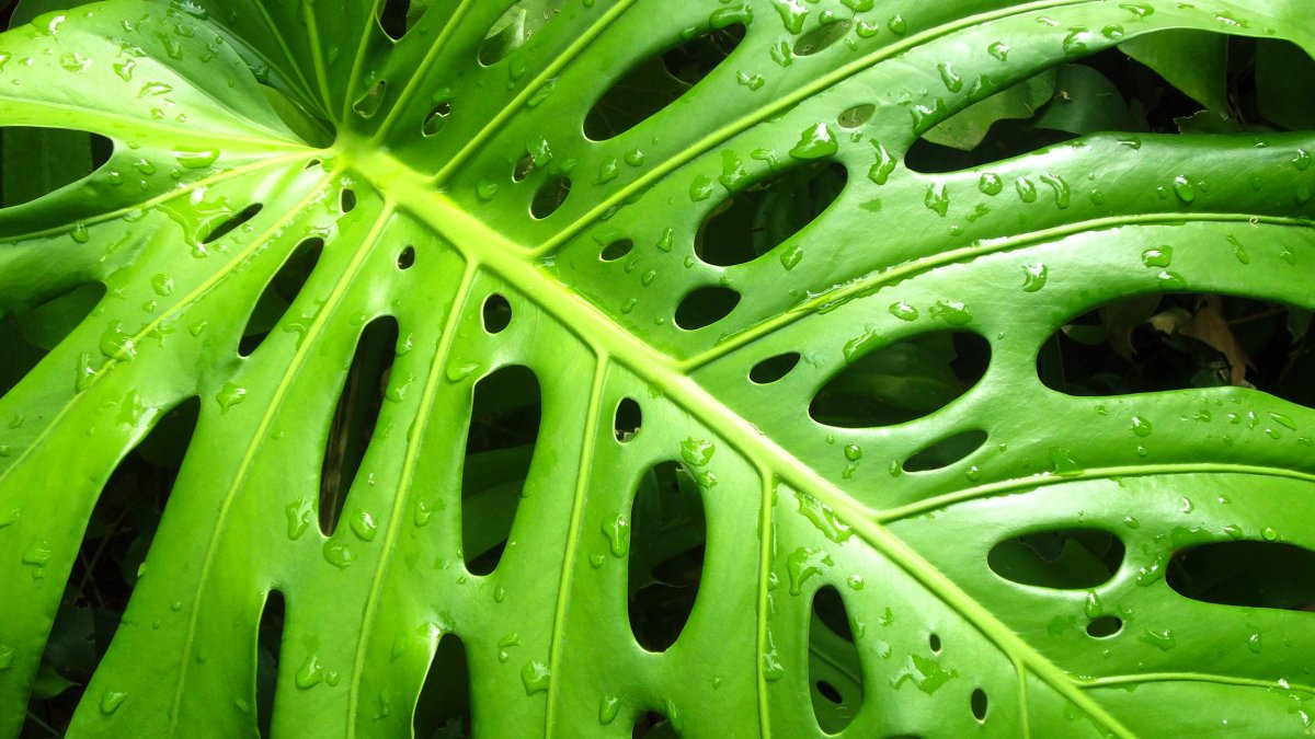 Гуттация монстера