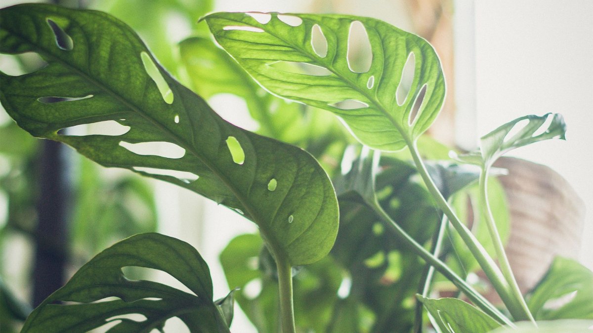 Монстера обликва Элеганс