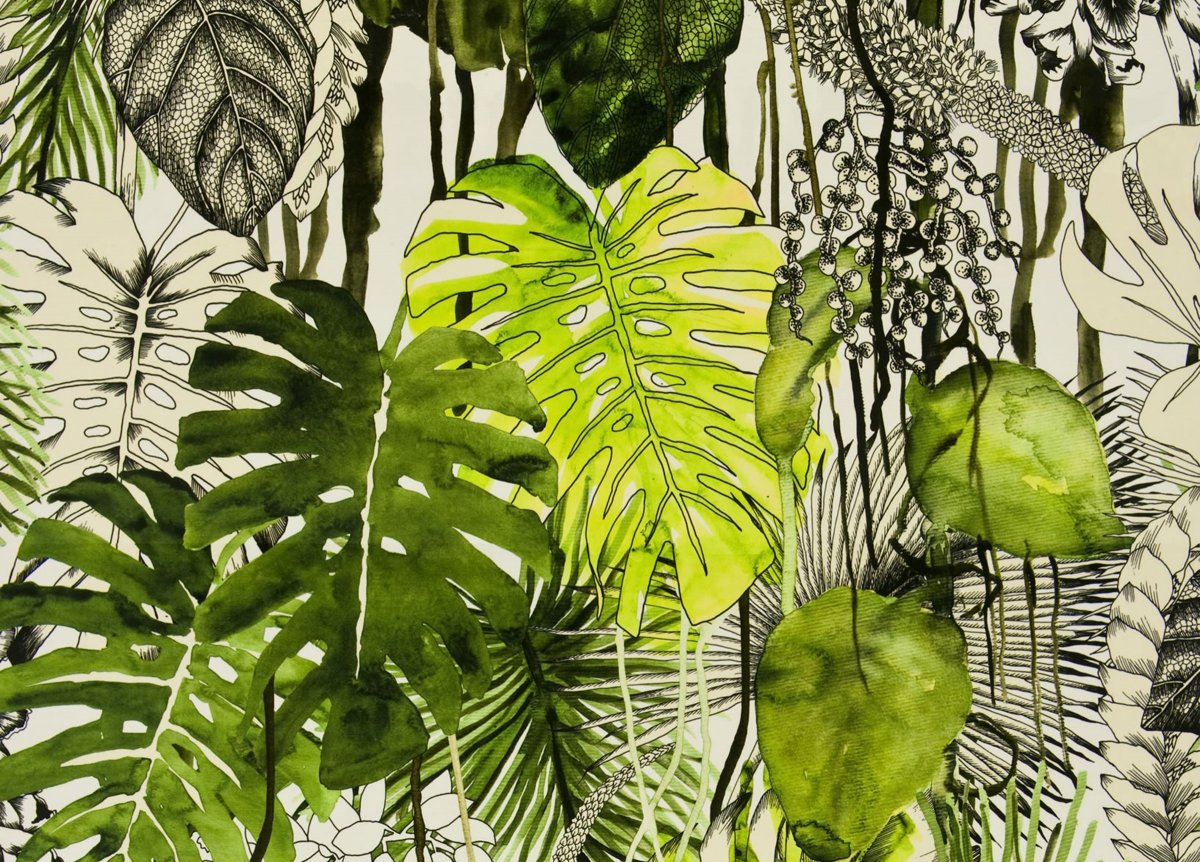 Монстера в джунглях