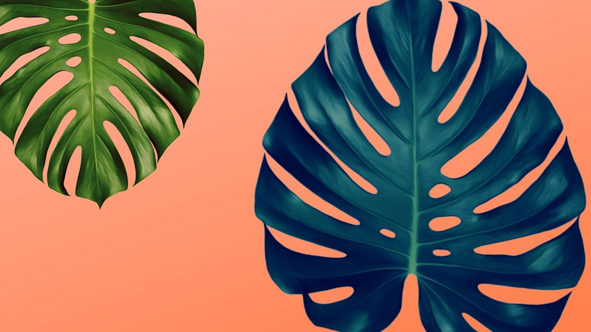 Monstera Leaf
