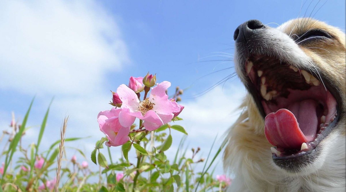 Позитив природа