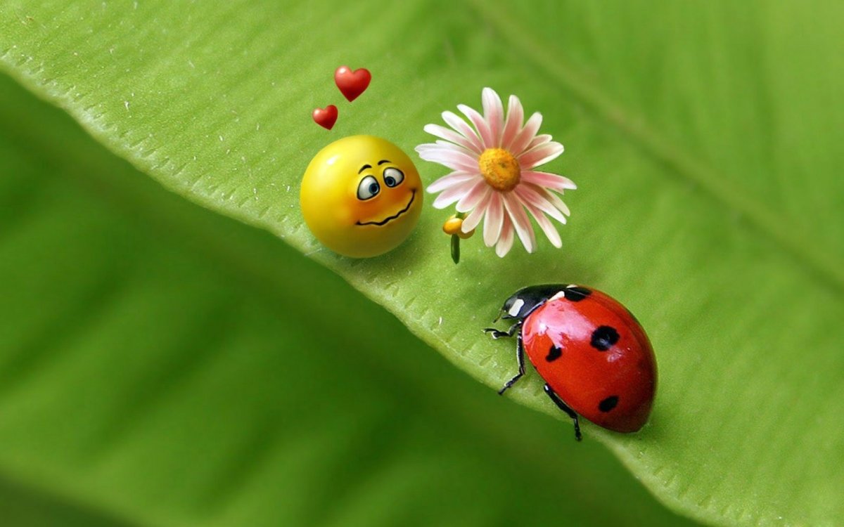 Божья коровка на листе