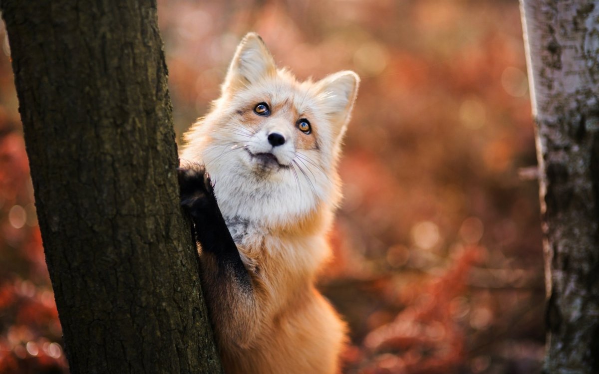 Хыр хыр и Фыр Фыр