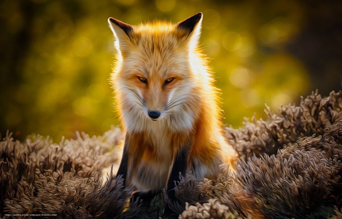 Благородная лисица