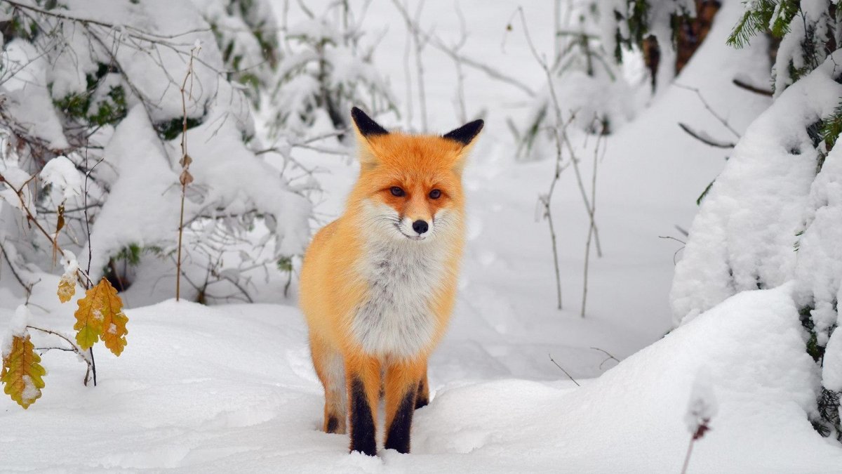 Лиса в зимнем лесу