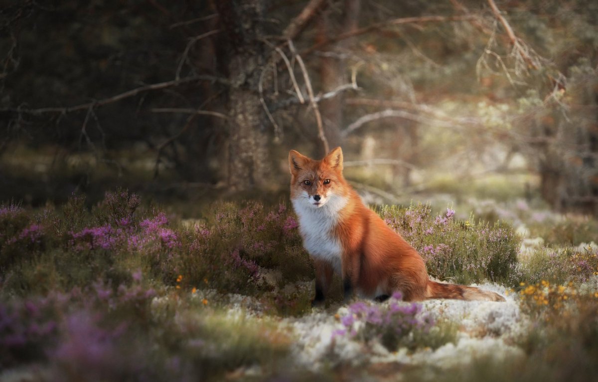 Лиса осенью