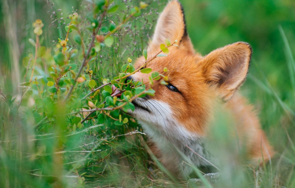 Лиса весной