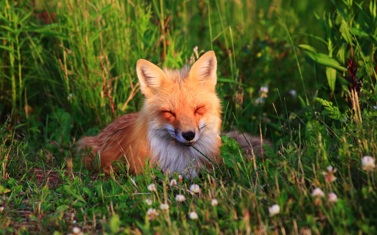 Красивая Лисичка