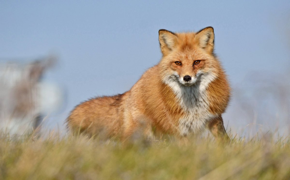 Лиса зимой HD