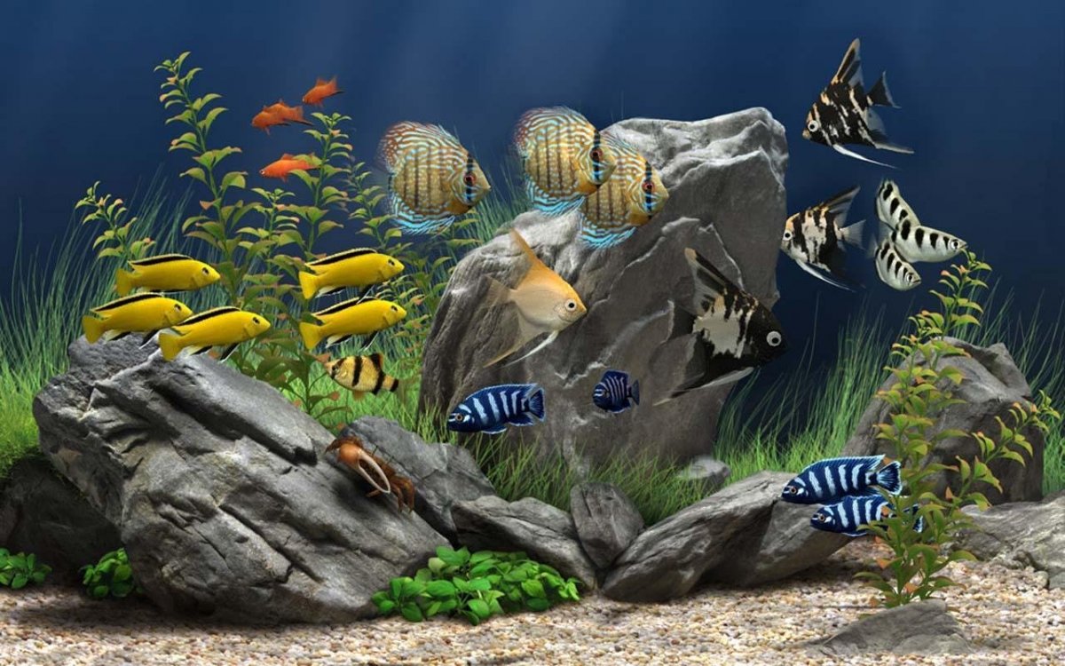 Dream Aquarium игра