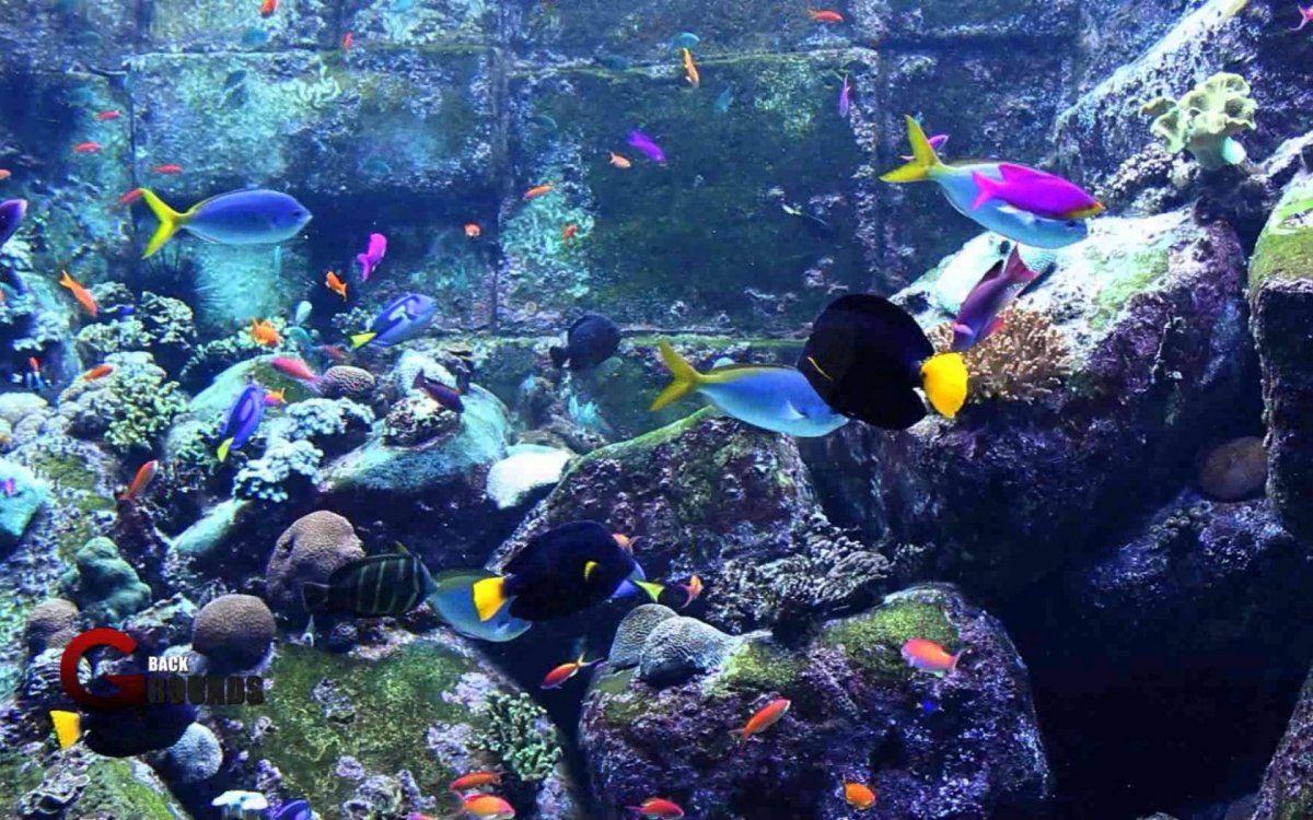 Аквариум с рыбками