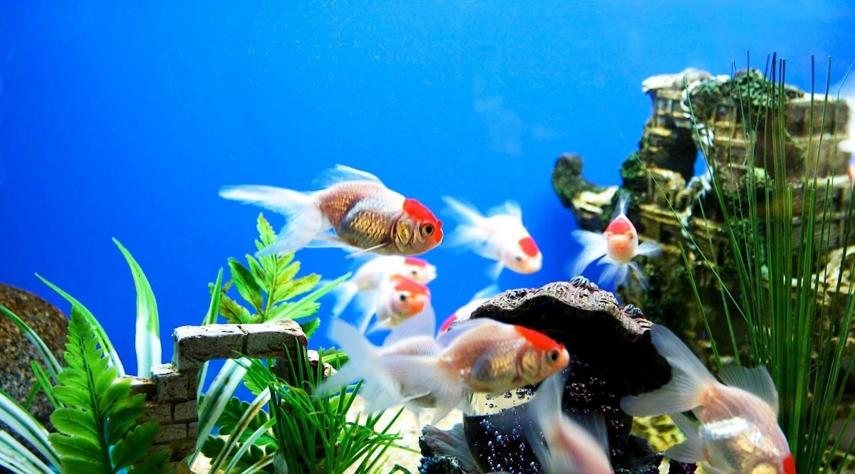 Живой аквариум