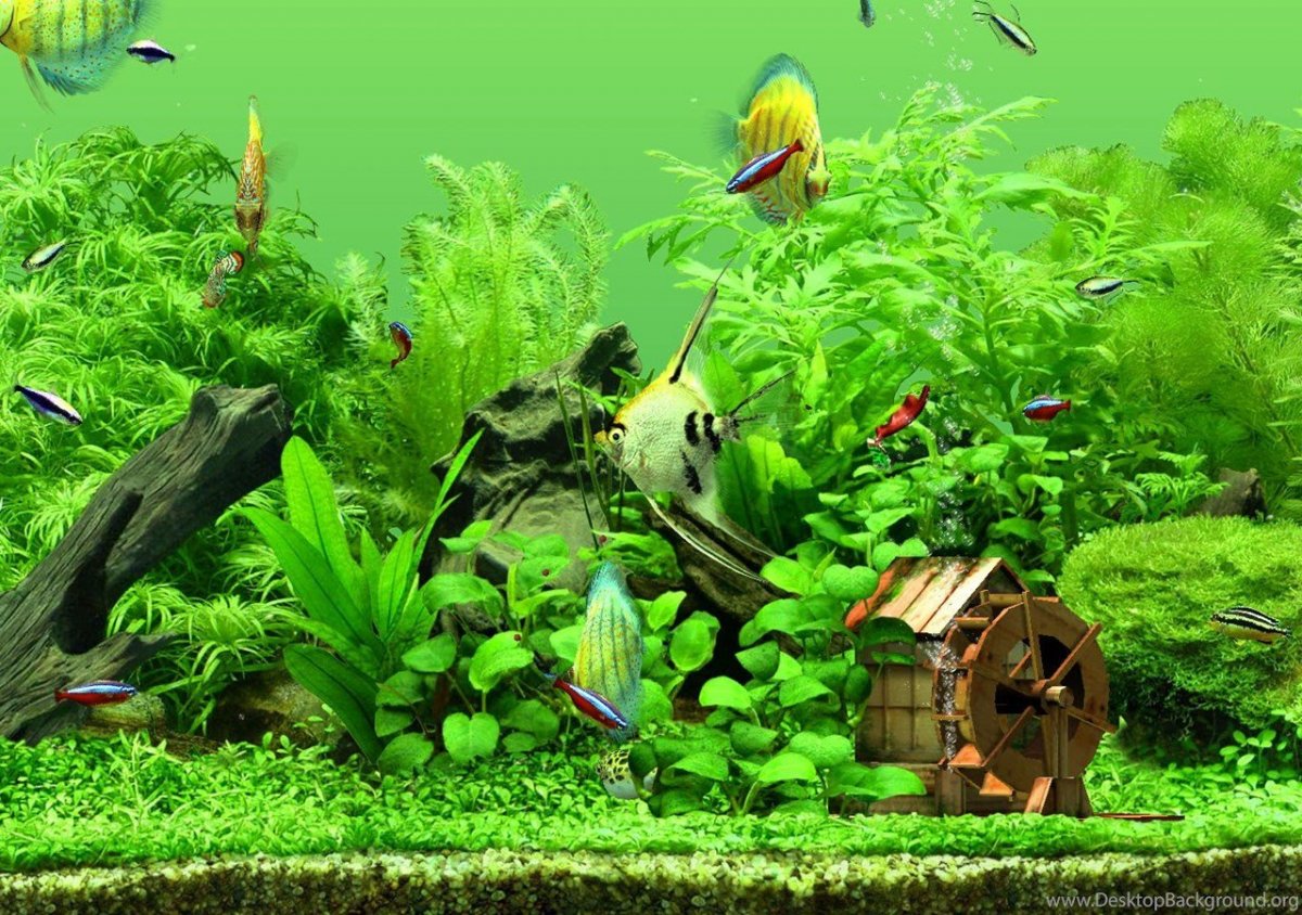 Скринсейвер рыбки в аквариуме