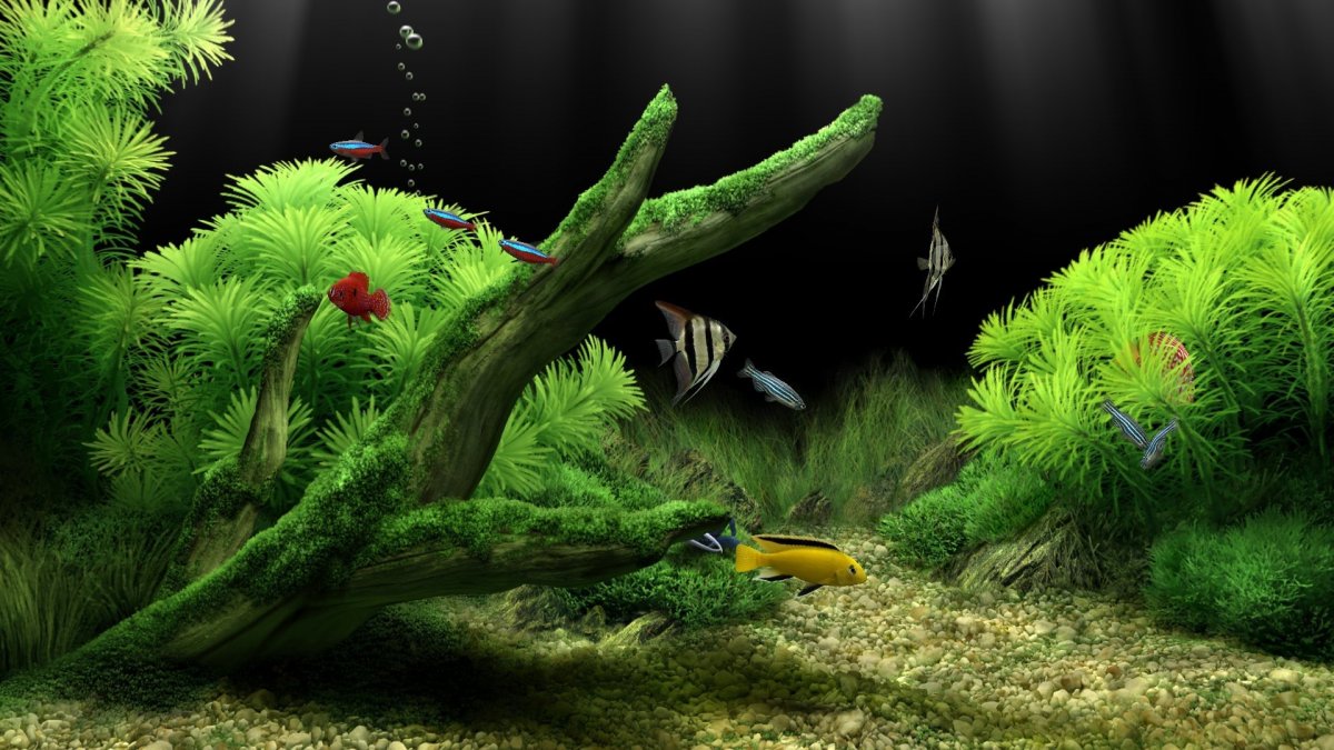 Красные неоны акваскейп