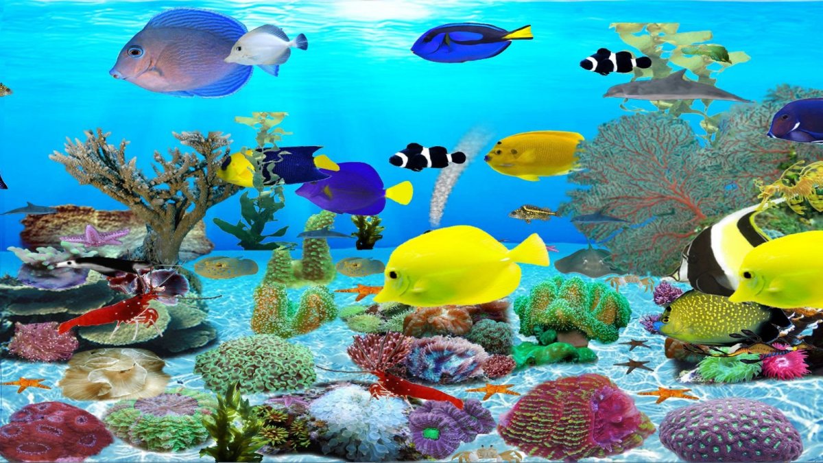 Обои рыбки плавают