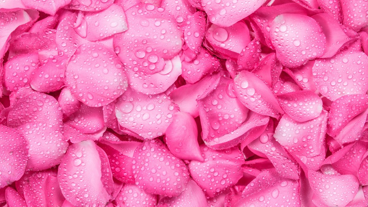Розовые лепестки