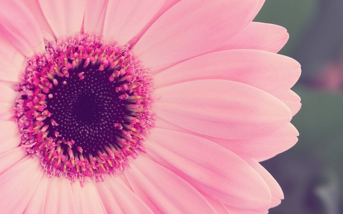 Розовые цветы