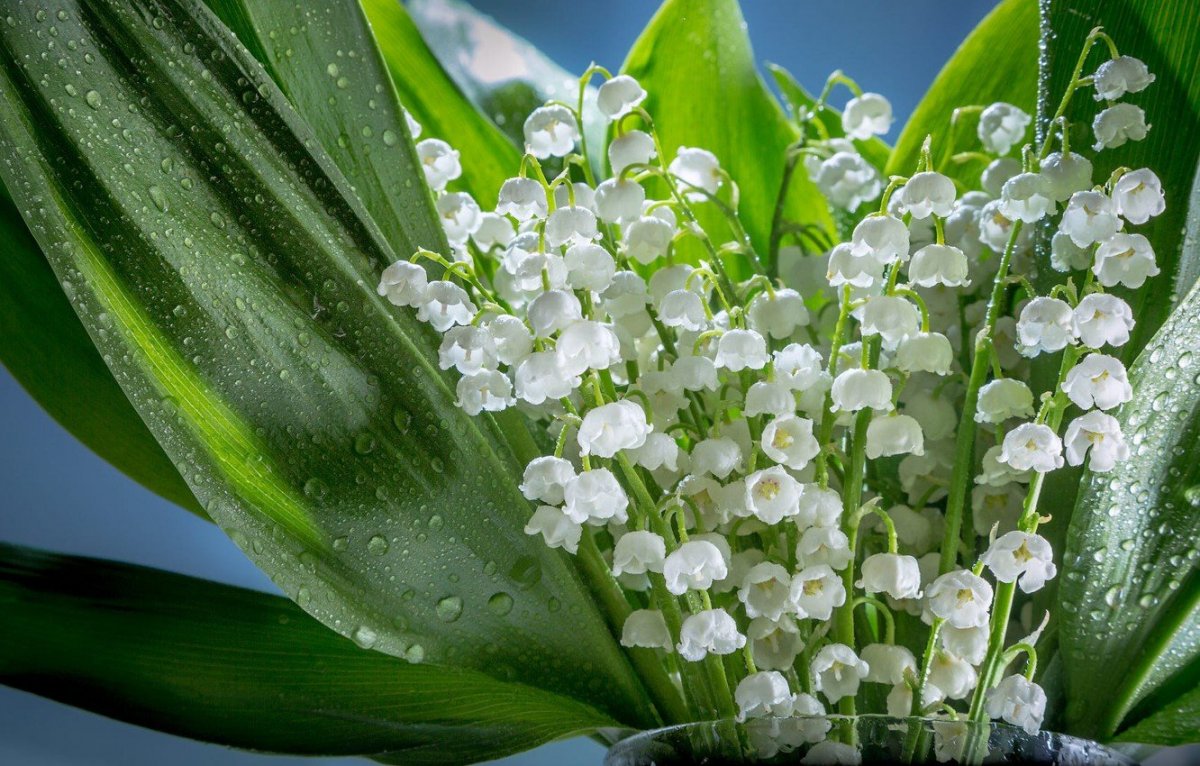 Весенние цветы Ландыши