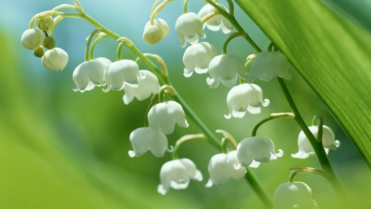 Цветы Ландыши