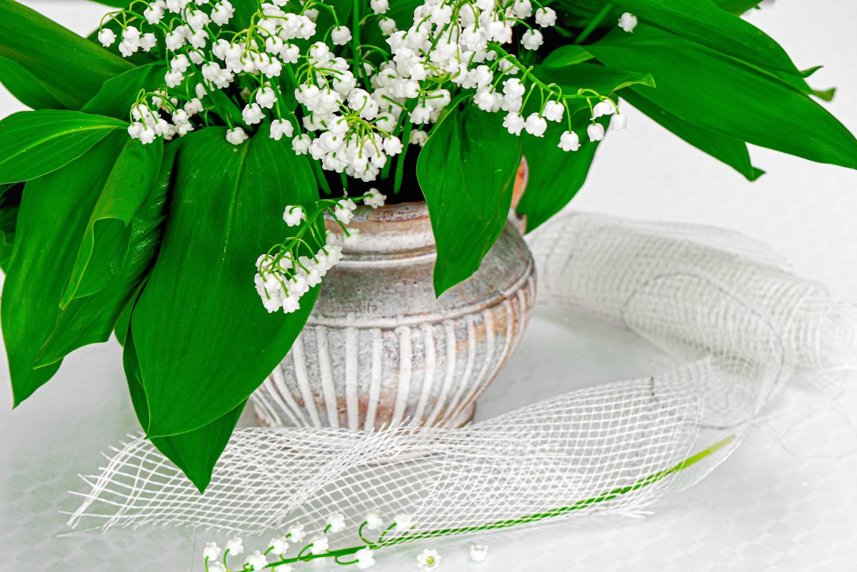 Ландыши фото красивые