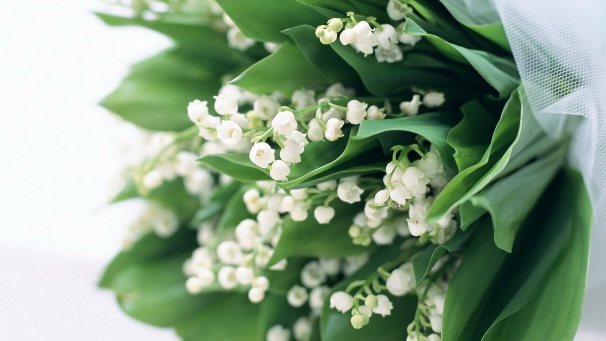 Цветы Ландыши